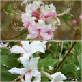 Azalea Awe Twin Pack Plants - Garden for Wildlife