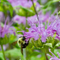 Bee Balm Plant Sets Plants - Garden for Wildlife