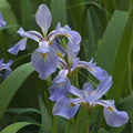Blue Flag Iris Plant Sets Plants - Garden for Wildlife