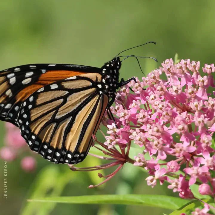 Swamp Milkweed Plant Sets (I) Plants - Garden for Wildlife